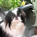 Japanse Spaniel