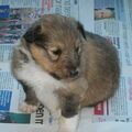 Geen kennel