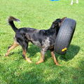 Beauceron