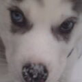 Siberische Husky