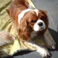 Cavalier King Charles Spaniel