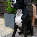 Boxer