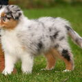 Australian Shepherd