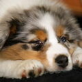 Australian Shepherd