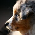 Australian Shepherd
