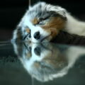 Australian Shepherd
