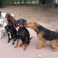 Dobermann