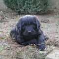 Zwarte Russische Terrier