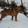 Bordeauxdog