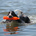 Engelse Springer Spaniel