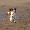 Engelse Springer Spaniel
