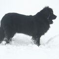 Newfoundlander