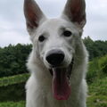 Zwitserse Witte Herder