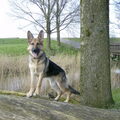 Duitse Herder