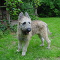Laekense Herder