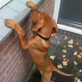 Vizsla (Hongaarse staande hond)