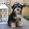 Tibetaanse Terrier