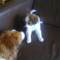Kooikerhondje