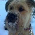 Bouvier