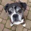 Boxer