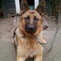 Welk ras is je hond???