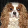 Cavalier King Charles Spaniel