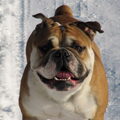 Engelse Bulldog