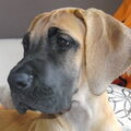 Duitse Dog