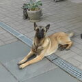 Mechelse Herder