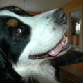 Berner Sennenhond
