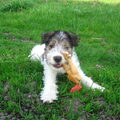 Foxterrier, draadhaar