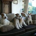 Foxterrier, draadhaar