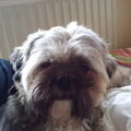 Lhasa Apso