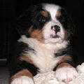 Berner Sennenhond