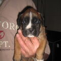 Boxer