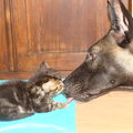 Mechelse Herder