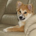 IJslandse Hond