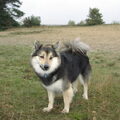 IJslandse Hond