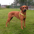 Rhodesian Ridgeback