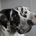 Duitse Dog