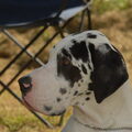 Duitse Dog