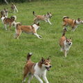 Noorse lundehond