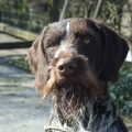 Duitse Staande Hond, Draadhaar