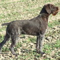 Duitse Staande Hond, Draadhaar