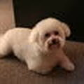 Bichon Frise