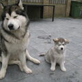 Alaskan Malamute