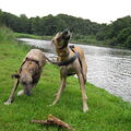 Greyhound