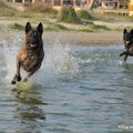 Hollandse Herdershond