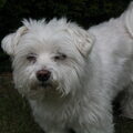 Maltezer