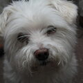 Maltezer